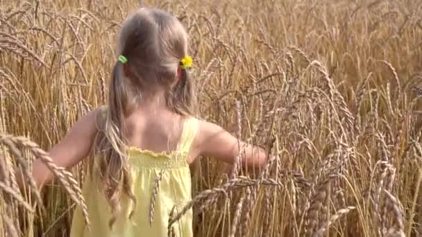 Cute girl in wheat field — Stock Video
