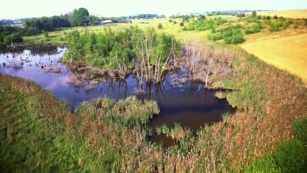 Vista aerea della palude — Video Stock