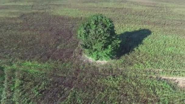 Árbol solo en los campos — Vídeos de Stock