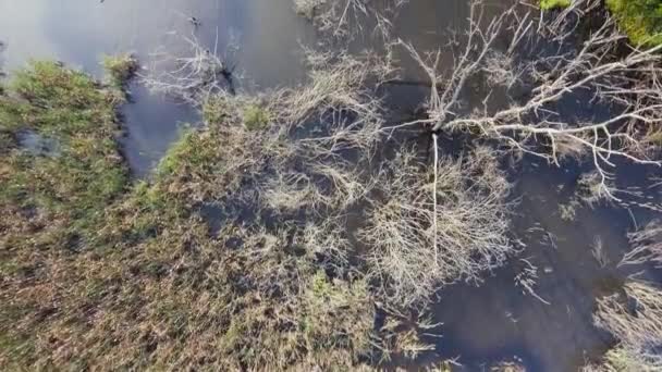 Вид с воздуха на болото — стоковое видео
