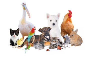 group of animals on white  clipart