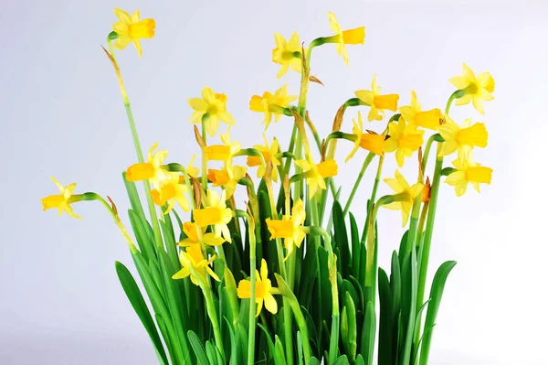 Bouquet of Yellow daffodils — Stock Photo, Image