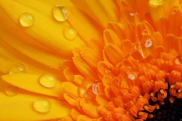Virág sárga gerbera — Stock Fotó