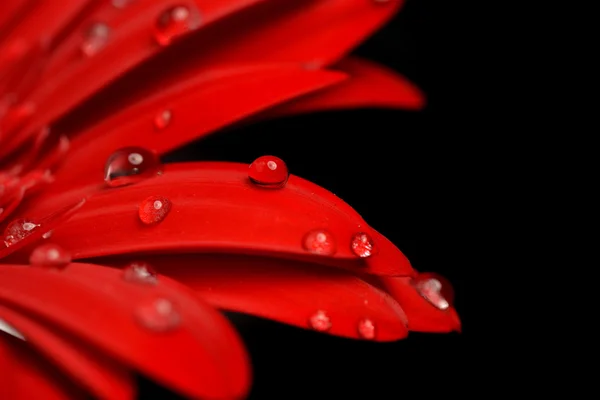 Flor roja de gerberas — Foto de Stock