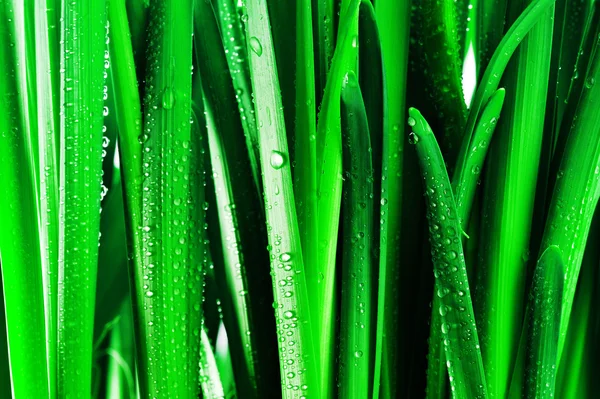 Droplets on green leaves — Stock Photo, Image