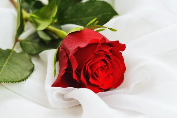 Κόκκινο τριαντάφυλλο σε λευκό μετάξι — Φωτογραφία Αρχείου