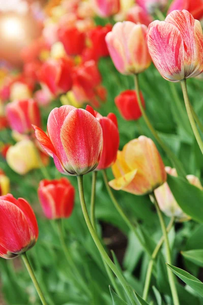Große Menge roter Tulpen — Stockfoto
