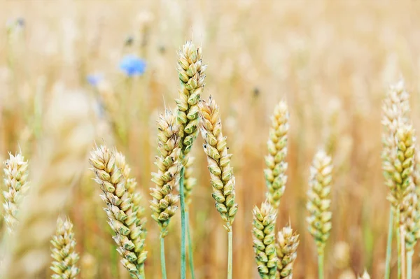 Fiori di mais nel campo di grano — Foto Stock