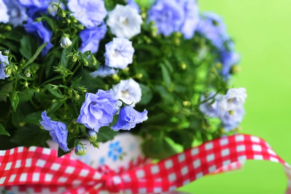 Blue campanula flowers — Stock Photo, Image