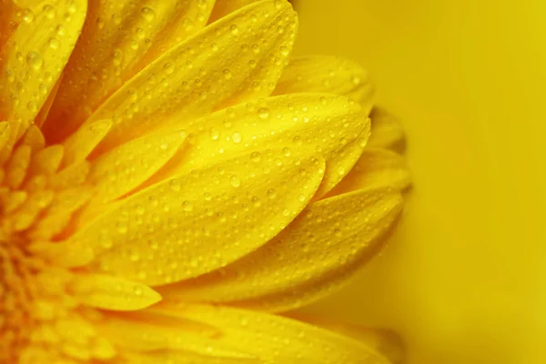 Gelbe Gerbera-Blüte — Stockfoto