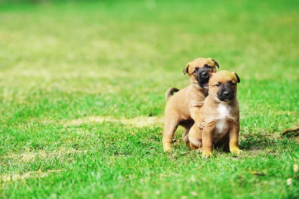 Puppies in field — Stock Photo, Image