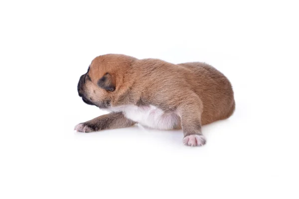 Kleine pup — Stockfoto