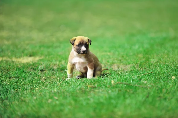 Cucciolo in campo — Foto Stock