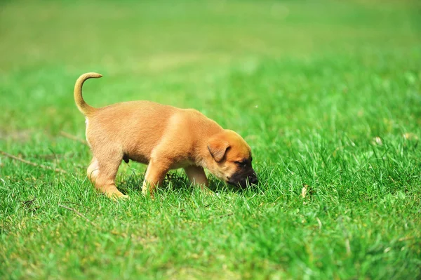 Anak anjing di lapangan — Stok Foto
