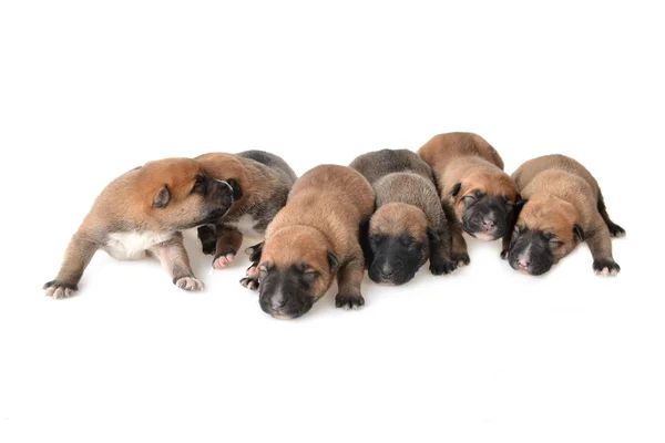 Cute  puppies — Stock Photo, Image