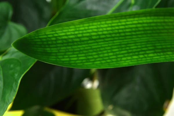 Green leaves — Stock Photo, Image