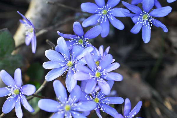 Flores hepáticas — Fotografia de Stock