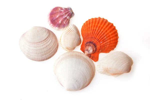 Havet cockleshells — Stockfoto