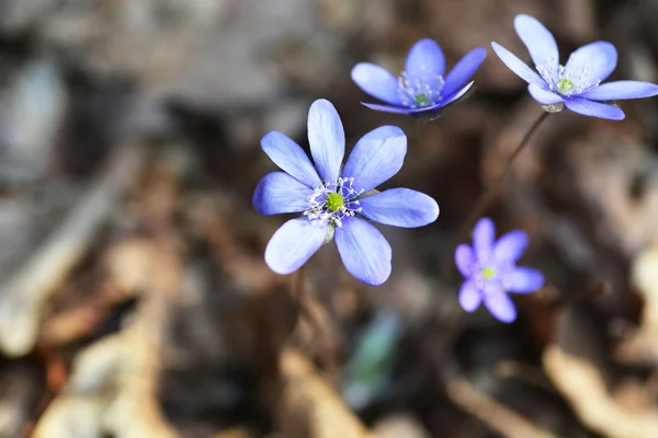 Leberblümchen — Stockfoto