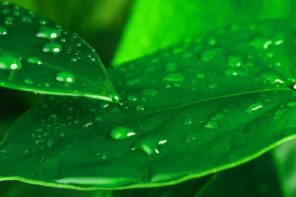 Gouttes d'eau sur la feuille — Photo