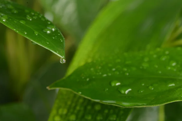 Water drops on leaf — Stock Photo, Image