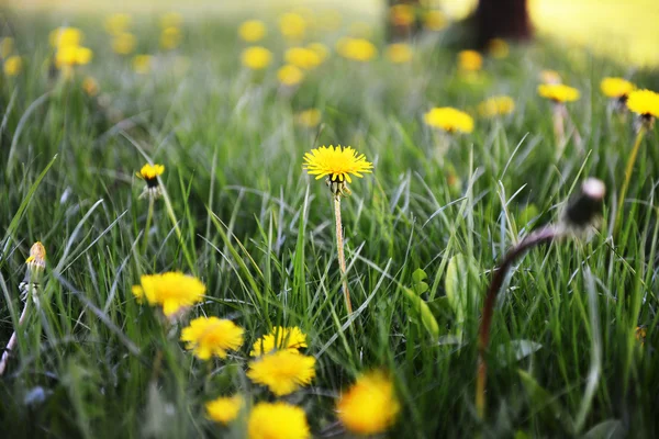 Gele paardebloemen — Stockfoto