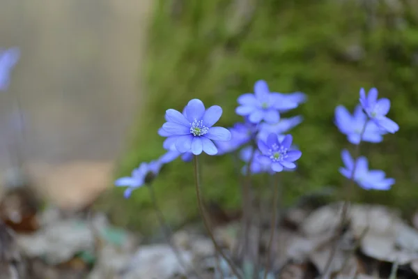 スハマソウ花 — ストック写真