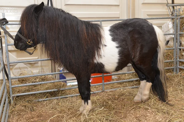 Divertente pony — Foto Stock