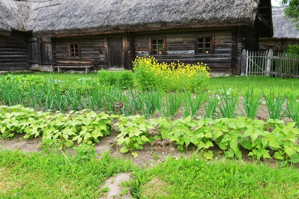 野菜のベッド ロイヤリティフリーのストック写真