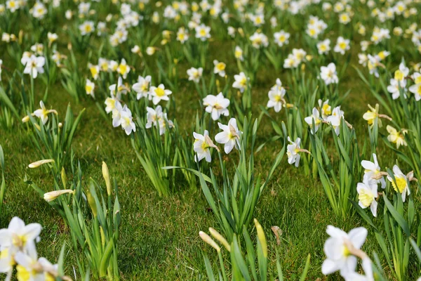 Daffodil branco Imagens Royalty-Free