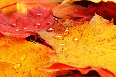 akçaağaç ıslak yapraklar