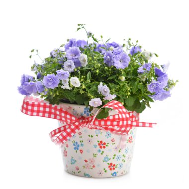 çan çiçeği çiçek