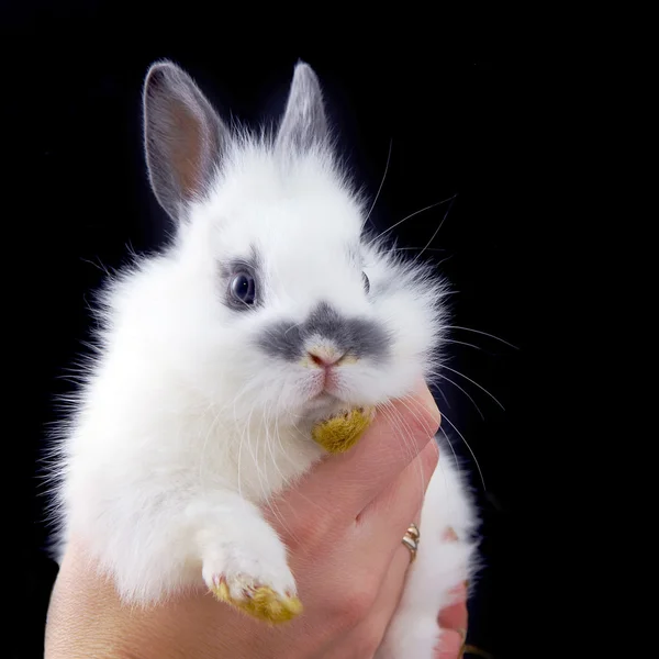 Hands holding rabbit — Stock Photo, Image