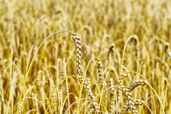 Wheat crops — Stock Photo, Image