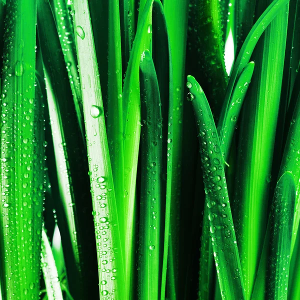 Gotas sobre hojas verdes — Foto de Stock