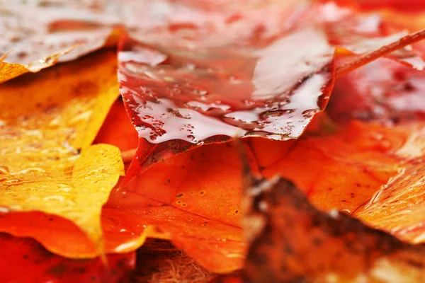 Wet leaves  of maple — Stock Photo, Image