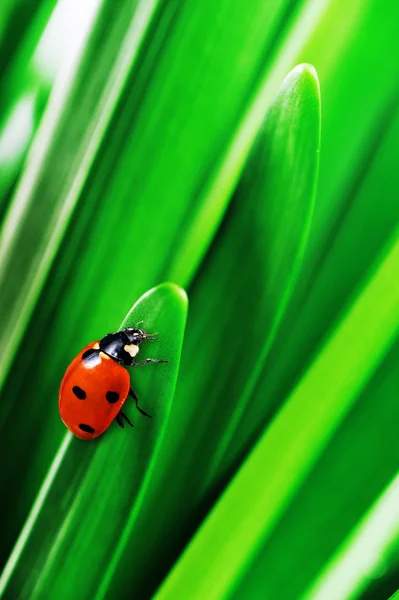 Folhas verdes — Fotografia de Stock