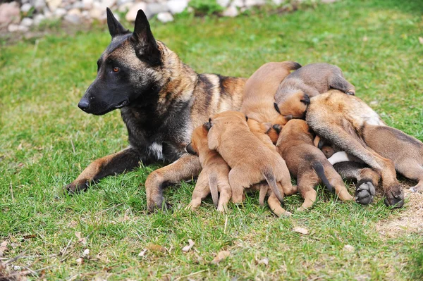 Hund mit Welpen — Stockfoto