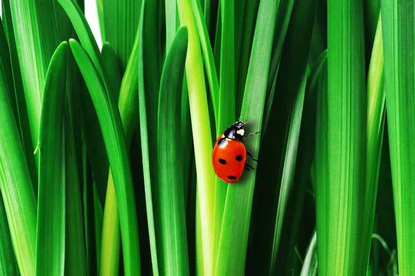 Grüne Blätter — Stockfoto