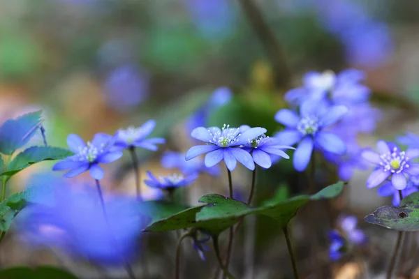 Blaue Blumen — Stockfoto