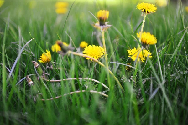 Gele paardebloemen — Stockfoto