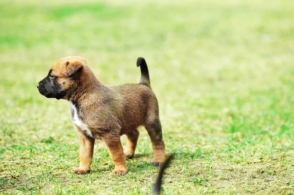 Catelus belgian ciobanesc malinois — Fotografie, imagine de stoc