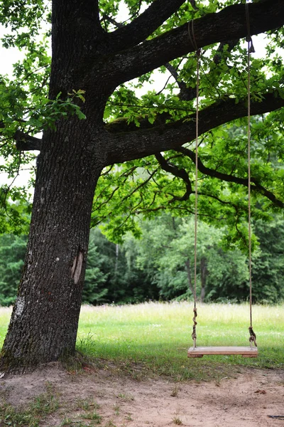 Old oak tree — Stock Photo, Image