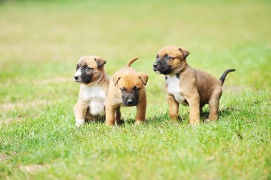  yavru çoban Belçikalı malinois