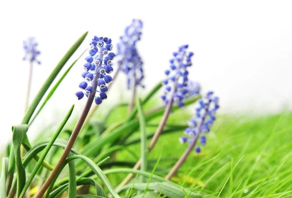 Flor de jacinto — Fotografia de Stock