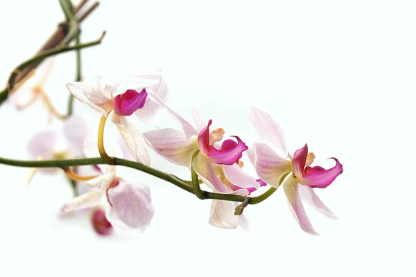 Orquídea rosa — Fotografia de Stock