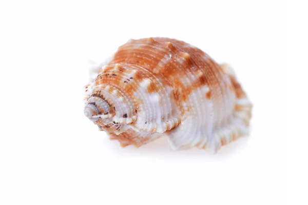 Sea shell — Stockfoto