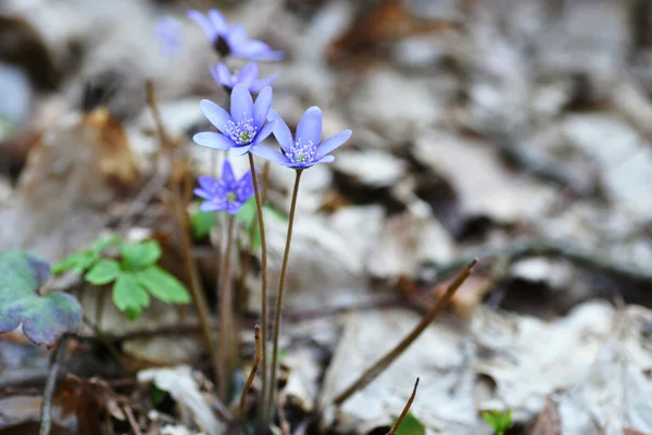 Blauwe bloemen — Stockfoto