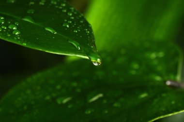  yeşil bitki yaprağı