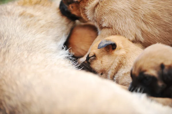 Female dog  with puppies — Stock Photo, Image